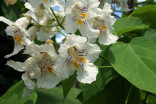 Catalpa speciosa - katalpa nádherná