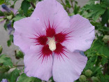 Hibiscus Syriacus L - Ibišek syrský fialový Balení obsahuje 50 semen