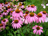 Echinacea Purpurea - Třapatka nachová Balení obsahuje 30 semen