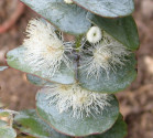 Eucalyptus pulverulenta - Blahovičn...