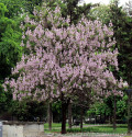 Paulownia tomentosa  300 semen