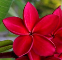 Plumeria Frangipani Redfire