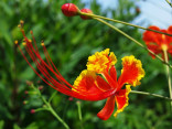 Caesalpinia Pulcherrima - sapan   Balení obsahuje 5 semen