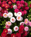 Bellis Perennis plnokvětá - Sedmikráska - směs barev Balení obsahuje 100 semen