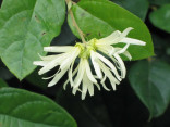 Loropetalum Chinense Balení obsahuje 5 semen