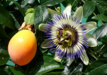 Passiflora Caerulea - Mučenka modrá Balení obsahuje 5  semen