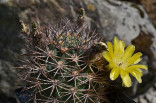 Kaktus Acanthocalycium brevispinum P 42 Rio Santa Maria Balení obsahuje 20 semen