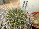 Kaktus Acanthocalycium klimpelianum...