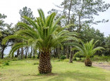 1 x naklíčené semeno Palma Phoenix canariensis  