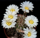 Kaktus Acanthocalycium spiniflorum LB 311 Sierra Del Moro Balení obsahuje 10 semen