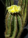 Kaktus Astrophytum ornatum