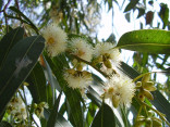 Eucalyptus globulus - Blahovičník k...