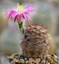 Kaktus Echinocereus adustus SB 72