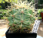Kaktus Ferocactus glaucescens RS 677 Balení obsahuje 20 semen