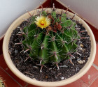 Kaktus Ferocactus herrerae Balení obsahuje 20 semen