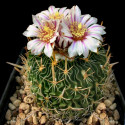 Kaktus Echinofossulocactus erectocentrus PP 1366 El Potosi Balení obsahuje 20 semen