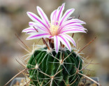 Kaktus Echinofossulocactus gladiatus Balení obsahuje 20 semen