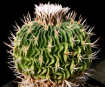 Kaktus Echinofossulocactus pentacanthus Balení obsahuje 20 semen