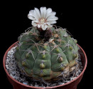 Kaktus Gymnocalycium bayrianum Balení obsahuje 20 semen
