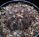 Kaktus Gymnocalycium bozsingianum LF 15 Balení obsahuje 20 semen