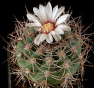 Kaktus Gymnocalycium castellanosii P 80 Balení obsahuje 20 semen