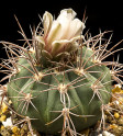 Kaktus Gymnocalycium castellanosii var. armillatum LF 13 Balení obsahuje 20 semen