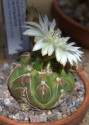 Kaktus Gymnocalycium denudatum Bale...