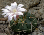 Kaktus Gymnocalycium eurypleurum Cerro Leon Paraguay Balení obsahuje 20 semen