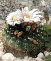 Kaktus Gymnocalycium quehlianum Carlos Paz Balení obsahuje 20 semen