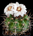 Kaktus Gymnocalycium intermedium P 113 Balení obsahuje 20 semen