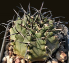 Kaktus Gymnocalycium knollii WO 68