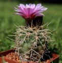 Kaktus Gymnocalycium neuhuberi LF 1...