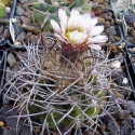 Kaktus Gymnocalycium nigriareolatum LF 72 Cuesta de Portezuelo Balení obsahuje 20 semen