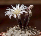 Kaktus Gymnocalycium occultum LF 82 Balení obsahuje 20 semen