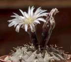 Kaktus Gymnocalycium occultum LF 82