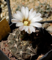 Kaktus Gymnocalycium piltziorum P 38