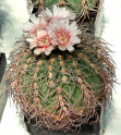 Kaktus Gymnocalycium spegazzinii