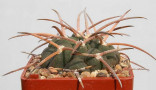 Kaktus Gymnocalycium spegazzinii var. major La Angostura silné trny Balení obsahuje 20 semen