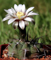 Kaktus Gymnocalycium vatteri LF 96 Balení obsahuje 20 semen