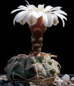 Kaktus Gymnocalycium vatteri L 516 Balení obsahuje 20 semen