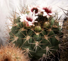 Kaktus Gymnocalycium zegarrae Balení obsahuje 20 semen
