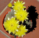 Kaktus Lobivia aurea Sierra Mazan Balení obsahuje 20 semen
