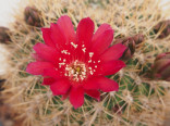 Kaktus Lobivia cinnabarina var. oligotricha R 58 Balení obsahuje 20 semen