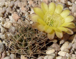 Kaktus Lobivia cintiensis var. cotogaitensis R 674 Balení obsahuje 20 semen