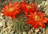 Kaktus Lobivia haematantha var. viridis R 709a Balení obsahuje 20 semen
