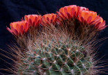 Kaktus Lobivia chrysochete var. hystrix WR 648 Balení obsahuje 20 semen