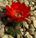 Kaktus Lobivia saltensis Paso Santa Barbara Balení obsahuje 20 semen