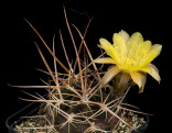 Kaktus Lobivia pugionacantha var. versicolor JK 342 Balení obsahuje 20 semen