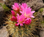 Kaktus Neoporteria litoralis Balení obsahuje 20 semen