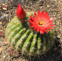 Kaktus Soehrensia korethroides LF 110